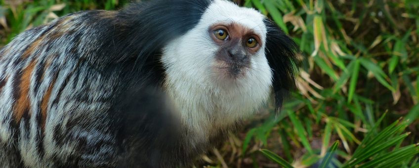 Marmoset