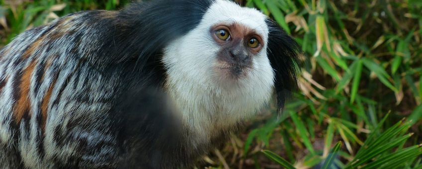 Marmoset