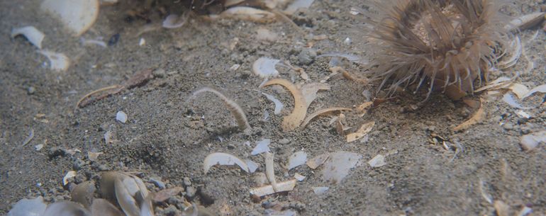 Alleen de laatste 3 tot 5 centimeter van de armen steekt uit het slib omhoog. De rest van de Ingegraven slangster zit tot 15 centimeter diep in het slib