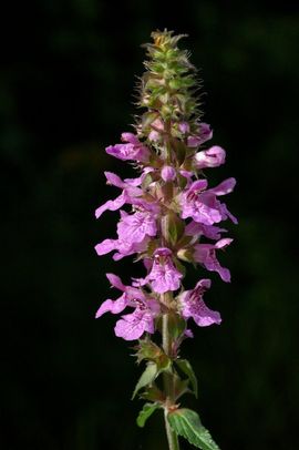 Marsh Woundwort, Stachys palustris, Moerasandoorn