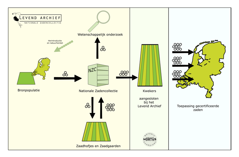 Werkwijze van Het Levend Archief. Van verzamelen van zaad uit oorspronkelijk inheemse bronpopulaties tot en met het herintroduceren van de vermeerderde gecertificeerde zaden in natuurgebieden, dijken, akkerranden of bermen