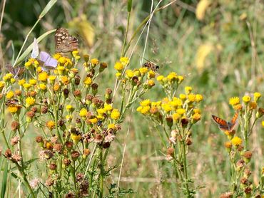 Ook voor veel andere vlinders, zweefvliegen en andere insecten is duinkruiskruid de enige voedselbron in de AWD