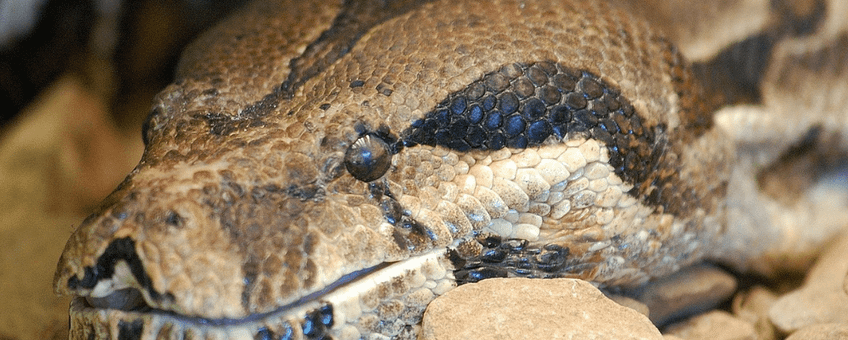 boa constrictor