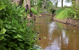 Zwartblauwe rapunzel in Twentse beek