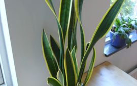 Sansevieria trifasciata. Foto: Martin Olsson, gfd-licentie