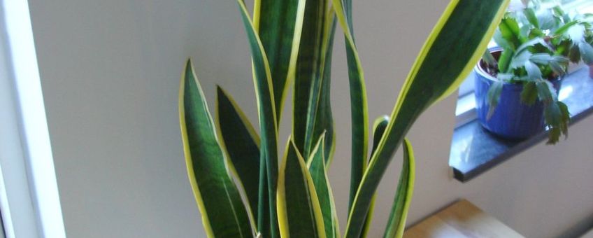 Sansevieria trifasciata. Foto: Martin Olsson, gfd-licentie