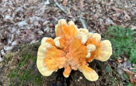 Zwavelzwam, wordt ook wel boskip genoemd vanwege de eetbaarheid van de jonge paddenstoelen