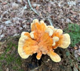 Zwavelzwam, wordt ook wel boskip genoemd vanwege de eetbaarheid van de jonge paddenstoelen