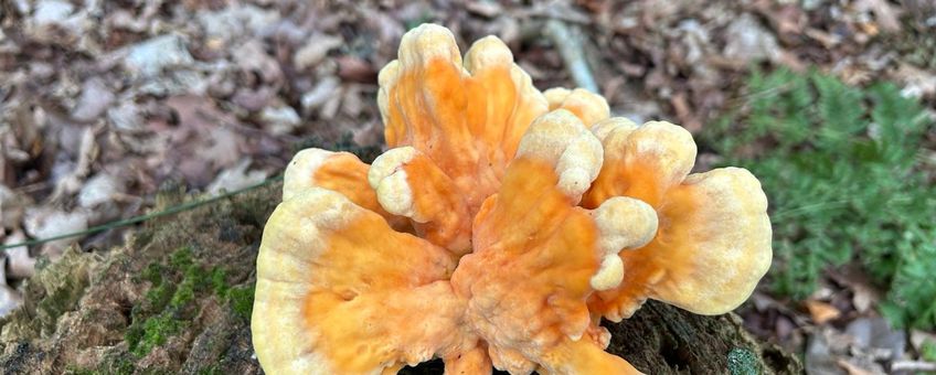 Zwavelzwam, wordt ook wel boskip genoemd vanwege de eetbaarheid van de jonge paddenstoelen