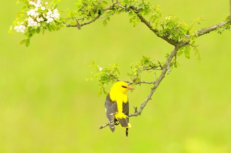 De wielewaal is flink in aantal achteruitgegaan in Nederland en staat daarom op de Rode Lijst van Nederlandse broedvogels