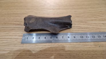 Van de Nederlandse Waddeneilanden zijn maar een paar beverbotten bekend. Femke Majoor vond op Texel een dijbeen van een jonge bever