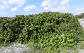 Johan van Valkenburg, NVWA Rimpelroos (Rosa rugosa)