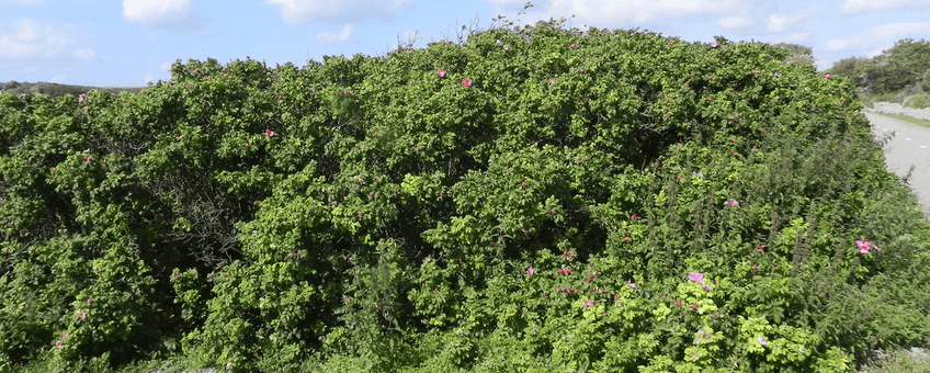Rimpelroos (Rosa rugosa)