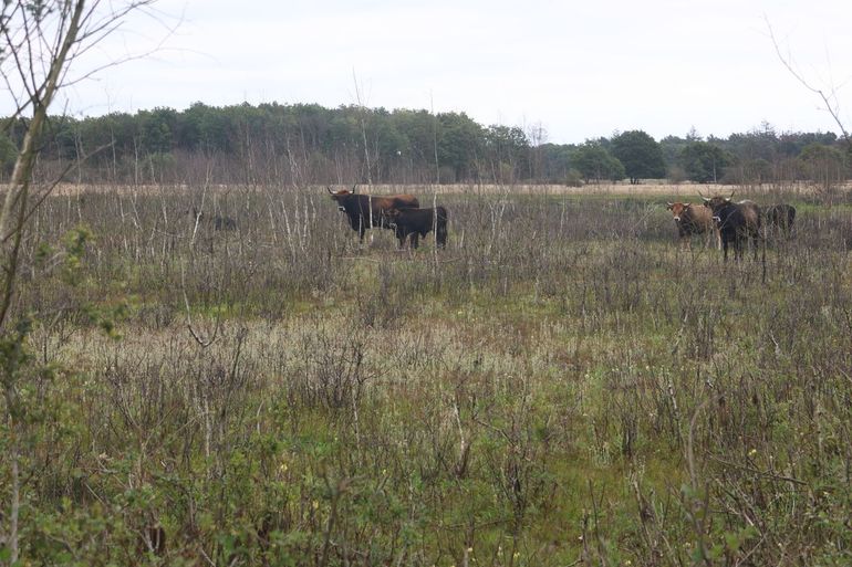 Taurossen foerageren tussen berken en opschietende wilgen en geven zo richting aan het jonge landschap. Door te snoeien, te breken en te vertrappen, zorgen ze voor variatie en openheid, waardoor bosvorming wordt afgeremd en ruimte ontstaat voor bloemen en andere soorten