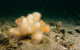 Dodemansduim, het enige Nederlandse zachte koraal en de enige voedselsoort van de Gestreepte pegelhoorn. Noordzee, Klaverbank, 2015.