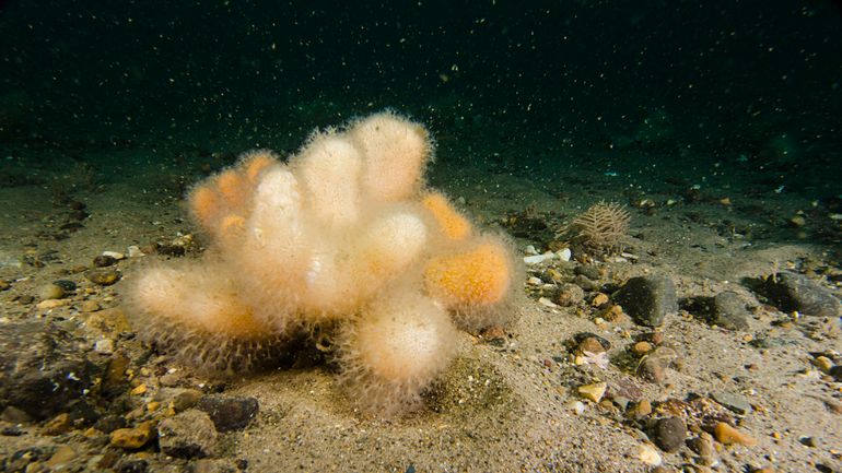 Dodemansduim, het enige Nederlandse zachte koraal en de enige voedselsoort van de Gestreepte pegelhoorn. Noordzee, Klaverbank, 2015
