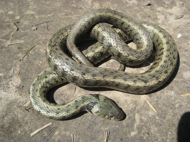 Hybride ringslang (N. helvetica x N. natrix) uit Alphen aan den Rijn 