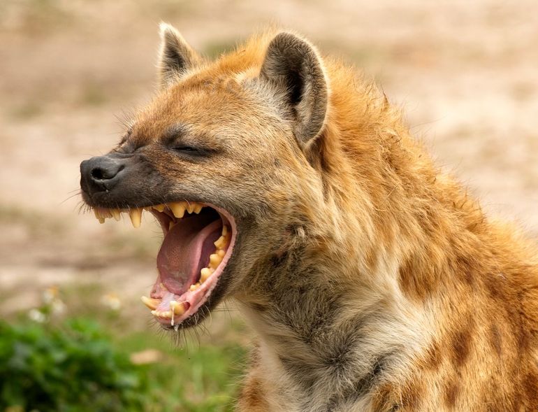 Hyena