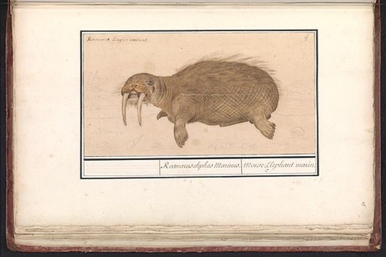 Heeft de walrus nog steeds dezelfde Latijnse naam als in de tijd van De Boodt?
