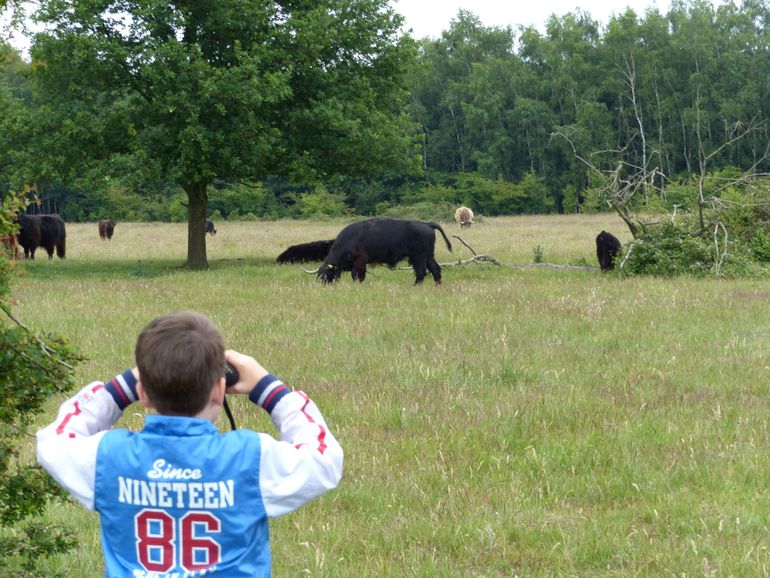 Vertrouwd raken met runderen en paarden als onderdeel van de natuur