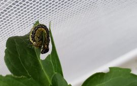 Eline Arts rups buxusmot op Pachysandra