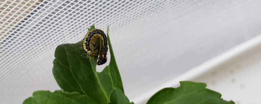 rups buxusmot op Pachysandra