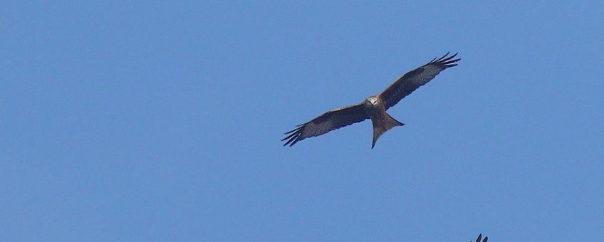 Rode wouw boven de Maatheide, België