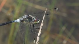 Oostelijke wisnuitlibel - primair