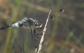 Oostelijke wisnuitlibel - primair