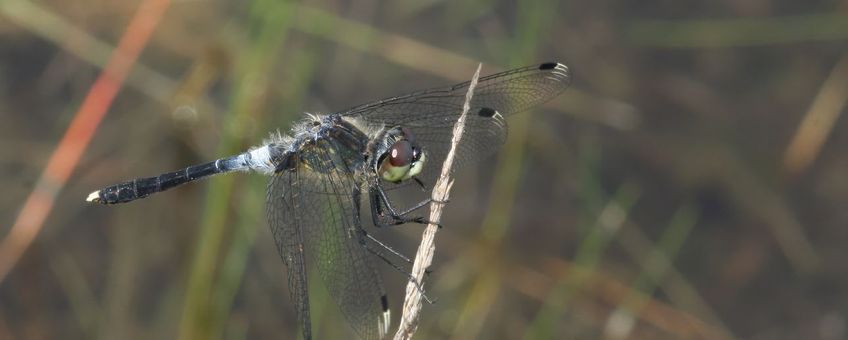 Oostelijke wisnuitlibel - primair