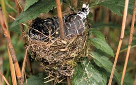 Koekoek in nest Kleine karekiet