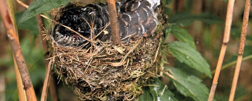 Koekoek in nest Kleine karekiet