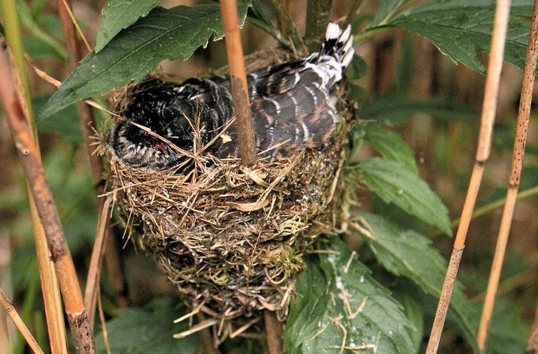 Jonge koekoek op nest