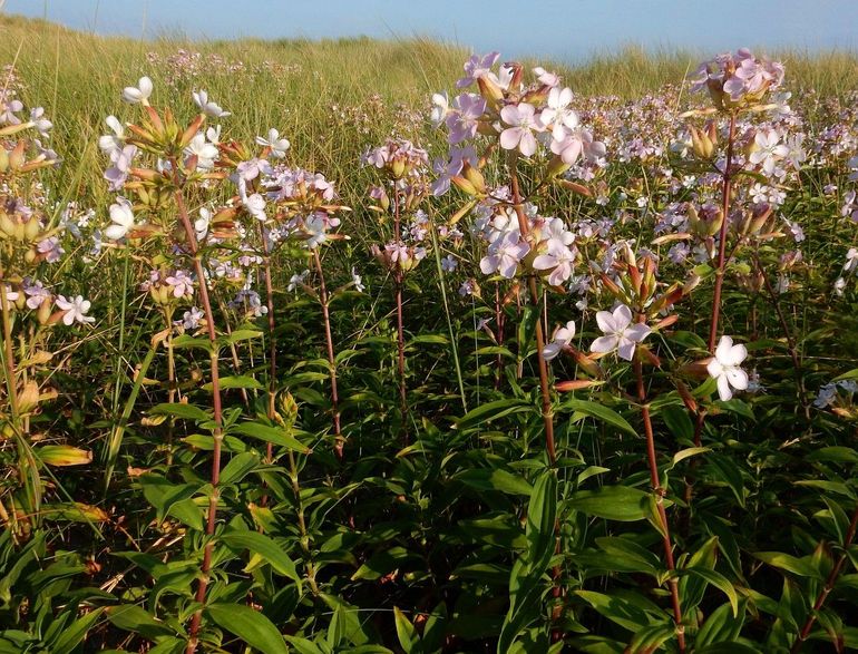 Zeepkruid bloeit met zachtroze bloemen