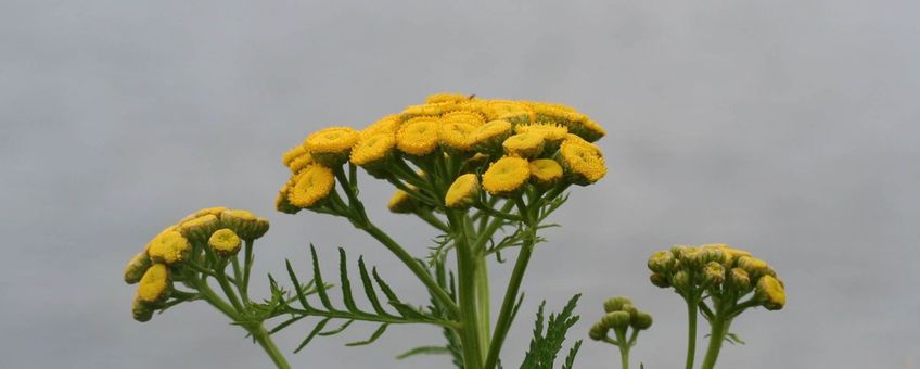 Bloei boerenwormkruid