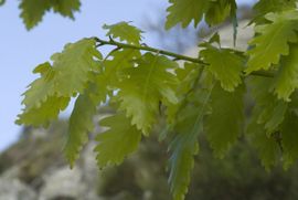 Quercus petraea 5, Wintereik, sessile oak