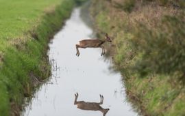Hans van de Broek Ree springt over sloot
