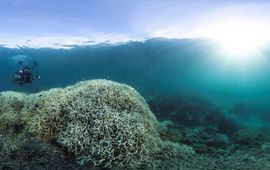 XL Catlin Seaview Survey Hertshoornkoraal (Acropora)