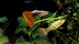 Guppies (poecilia reticulata)