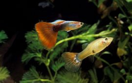 Shutterstock Guppies (poecilia reticulata)