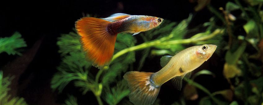 Guppies (poecilia reticulata)