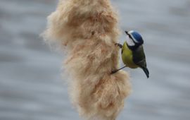 Pimpelmees op lisdodde