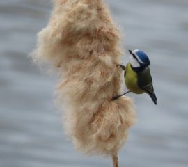 Pimpelmees op lisdodde