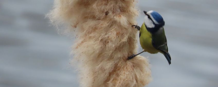 Pimpelmees op lisdodde