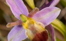 Bijenorchis 'bicolor' close up