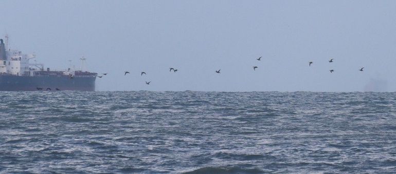 Een typische sliert zwarte zee-eenden voor de kust van IJmuiden