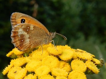 Het oranje zandoogje komt voor in het zuiden en in het noordoosten van ons land