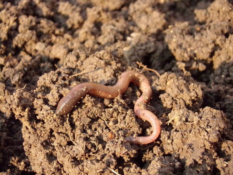 De regenworm is een van de eerste bodemdiertjes die verdwijnen bij verzuring van de bodem