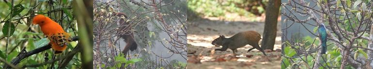 Dieren die zaden van bomen in de Amazone verspreiden