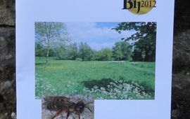 De Ulebelt Het rapport Wilde bijen in Deventer